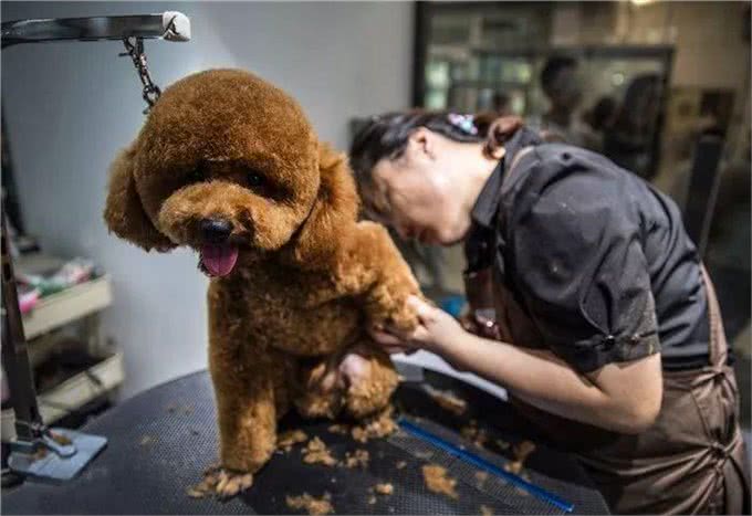 泰迪被送去宠物店打理，主人五点忘说明，狗狗美容有风险!