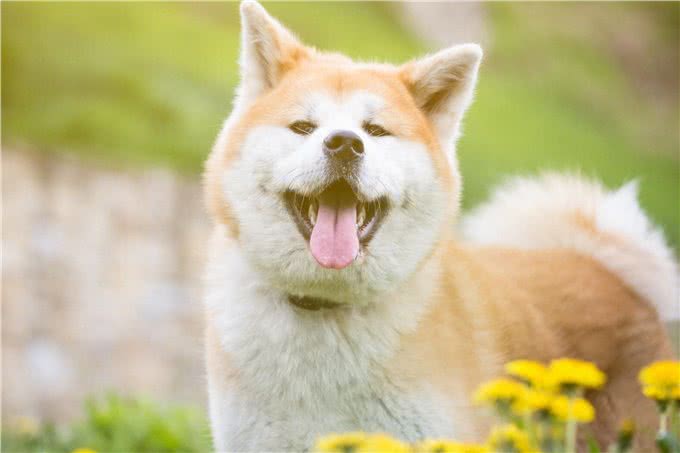 为什么养秋田犬的人少?长得可爱，也敌不过这些问题