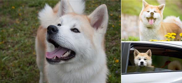 为什么养秋田犬的人少?长得可爱，也敌不过这些问题