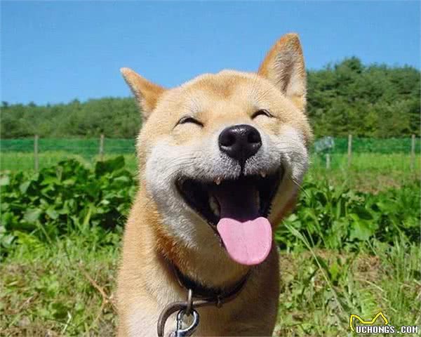 第一次养狗狗的人应该学习哪些知识