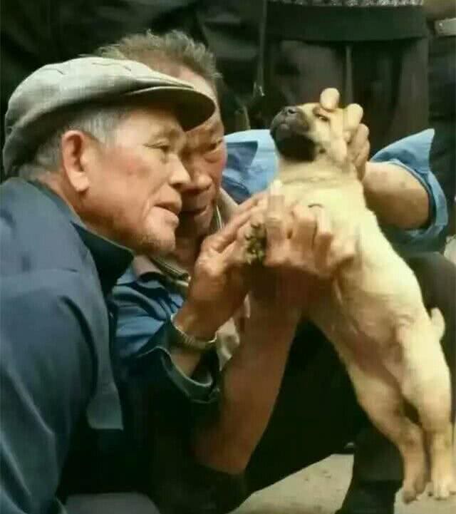中国古代相犬术，教你如何选土狗