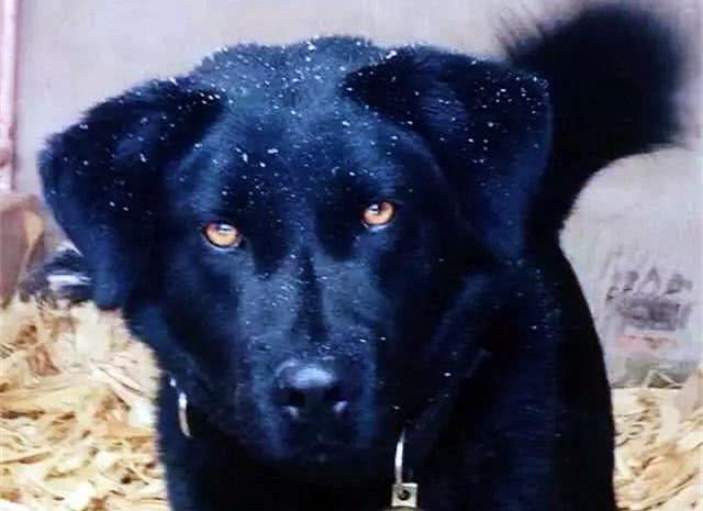 中国古代相犬术，教你如何选土狗