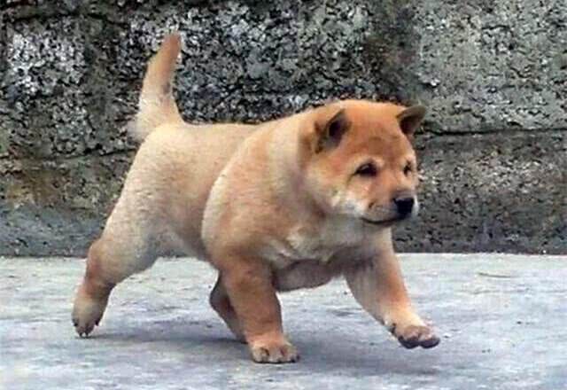 中国古代相犬术，教你如何选土狗