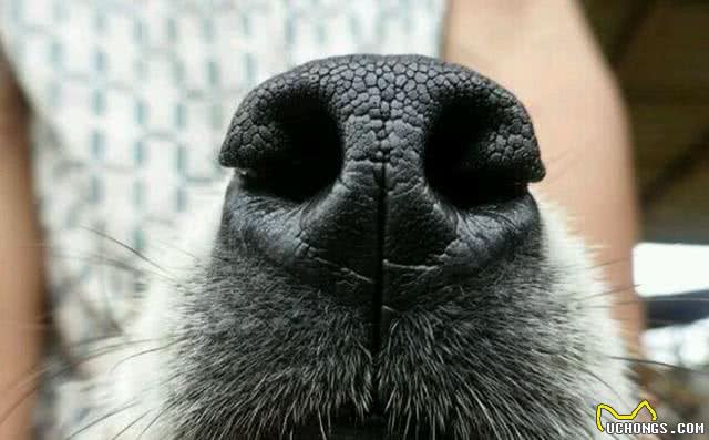中国古代相犬术，教你如何选土狗