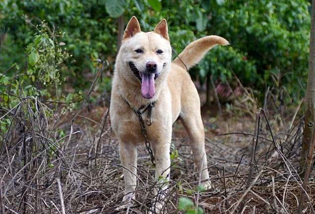 中国古代相犬术，教你如何选土狗