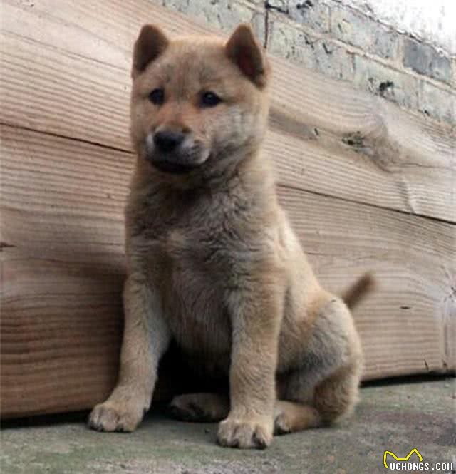 中国古代相犬术，教你如何选土狗