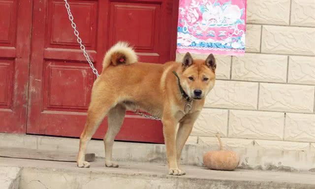中国古代相犬术，教你如何选土狗