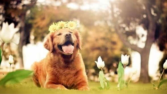 科普—宠物犬美容:剪耳、剪尾、剪狼爪