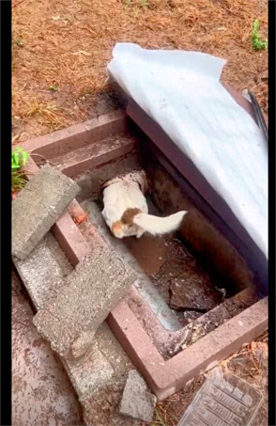 大雨将小狗崽冲进了下水道，狗妈妈拼命钻进去叼出来，母爱的伟大