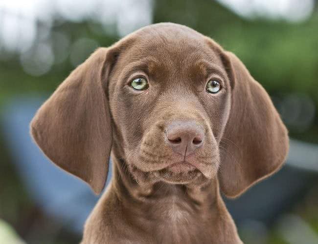 维兹拉犬的详细资料