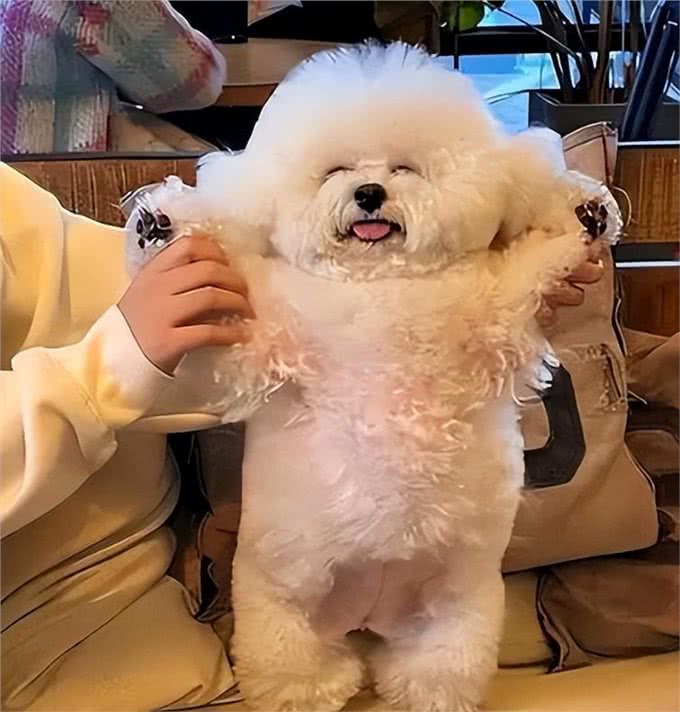 养比熊的人怎么这么多?它的优点可不少!