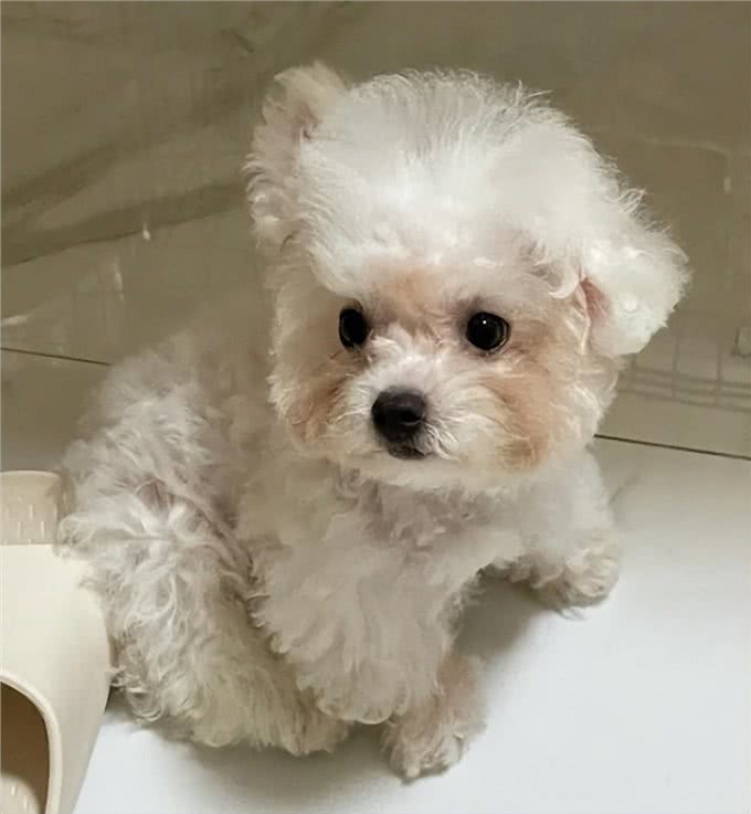 养比熊的人怎么这么多?它的优点可不少!
