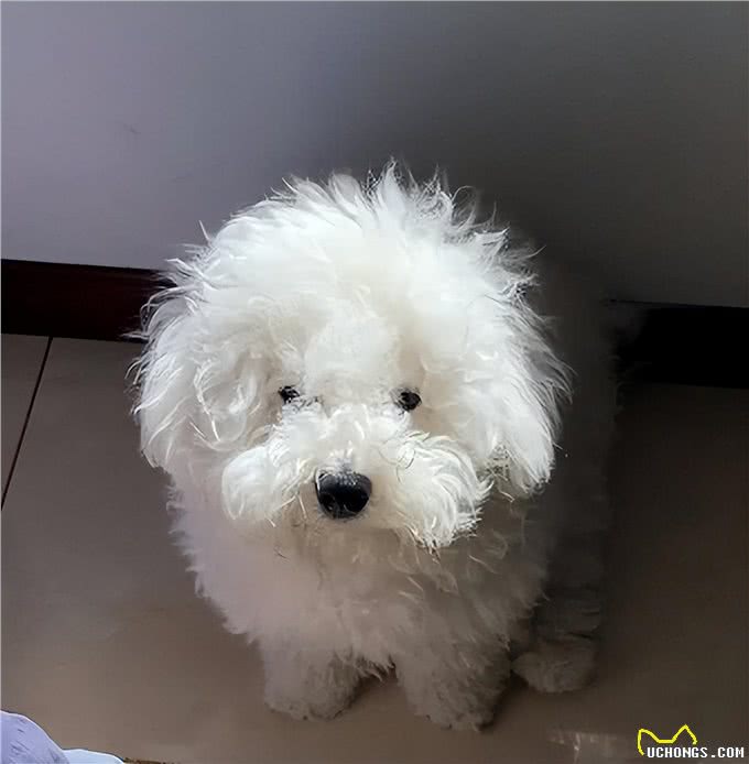 养比熊的人怎么这么多?它的优点可不少!