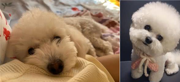 养比熊的人怎么这么多?它的优点可不少!