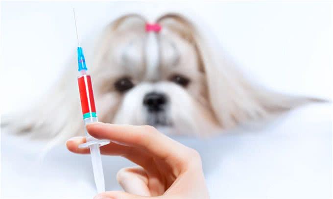 宠物狗疫苗指南:聊聊铲屎官需要知道的免疫信息