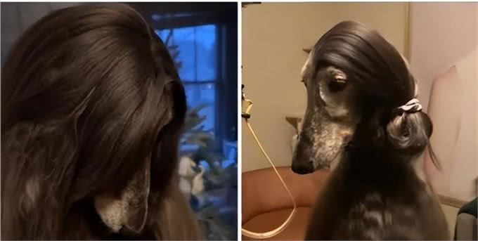似人的猎犬，美国一只阿富汗猎犬有着飘逸长发，像女士秀发的发型
