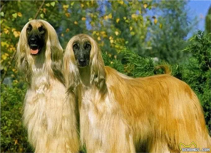 似人的猎犬，美国一只阿富汗猎犬有着飘逸长发，像女士秀发的发型