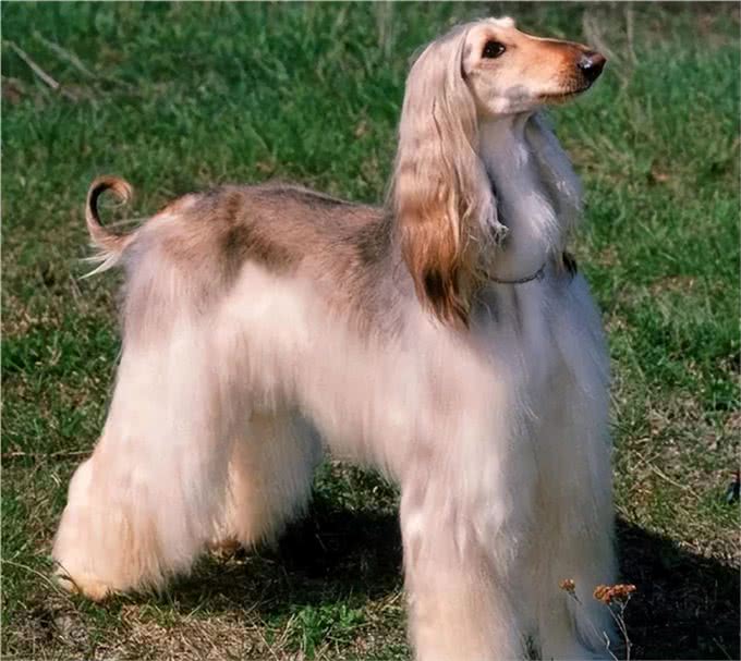 似人的猎犬，美国一只阿富汗猎犬有着飘逸长发，像女士秀发的发型