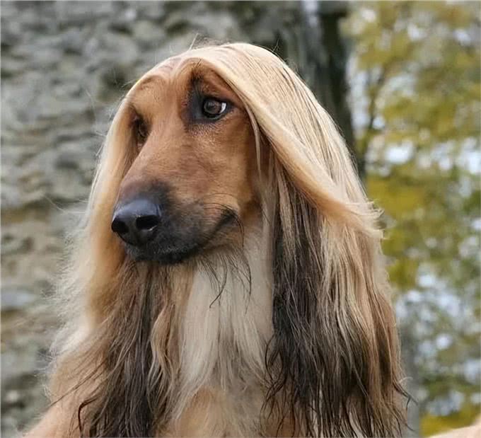 似人的猎犬，美国一只阿富汗猎犬有着飘逸长发，像女士秀发的发型