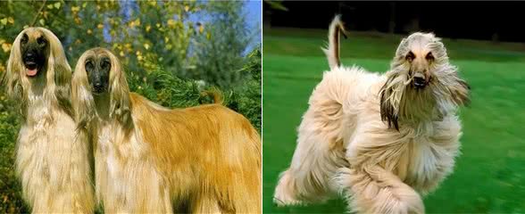 似人的猎犬，美国一只阿富汗猎犬有着飘逸长发，像女士秀发的发型