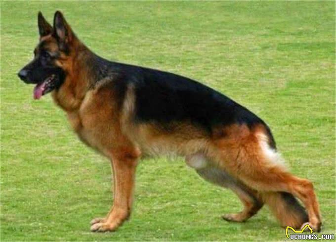 什么是工作犬，工作犬都会干什么，德牧犬工作犬喂养