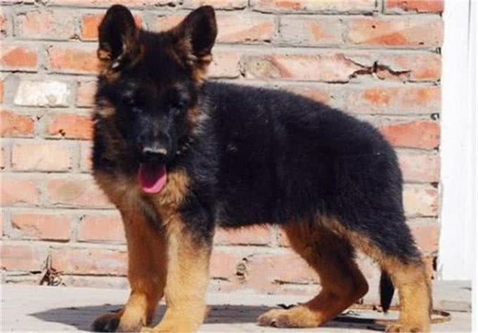 什么是工作犬，工作犬都会干什么，德牧犬工作犬喂养