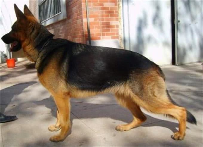 什么是工作犬，工作犬都会干什么，德牧犬工作犬喂养