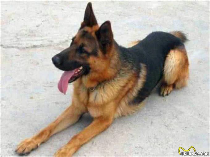 什么是工作犬，工作犬都会干什么，德牧犬工作犬喂养