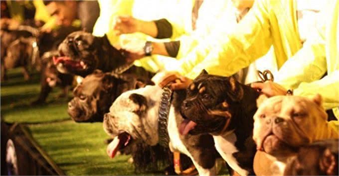 它叫恶霸犬，不长成这样都对不起他的名字