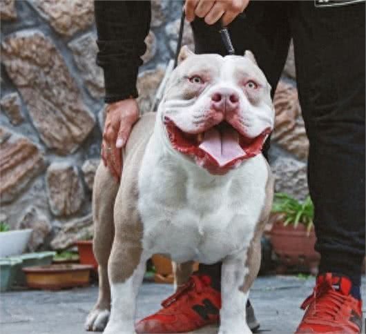 它叫恶霸犬，不长成这样都对不起他的名字