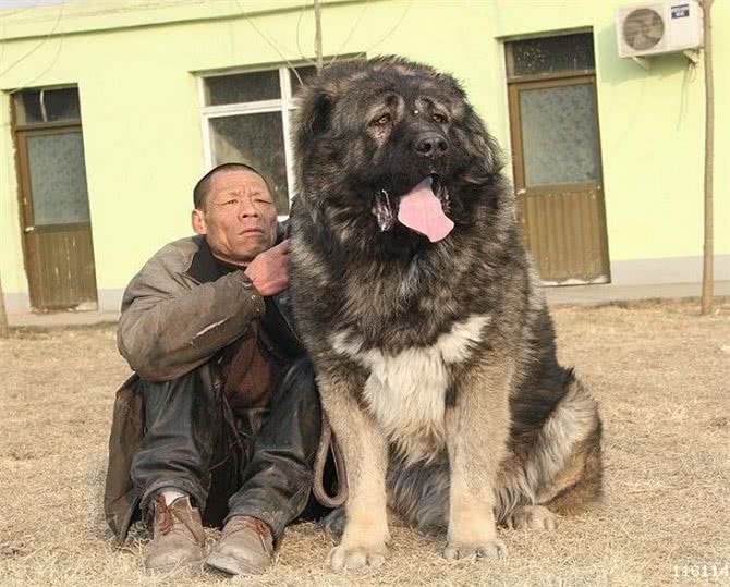 这十种狗狗竟然可以吃人，最后一个你信吗?