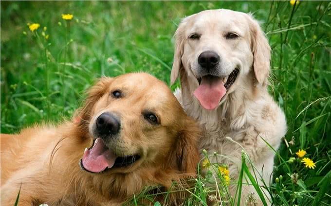 如何训练金毛犬听话