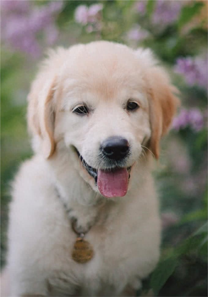 狗的妊娠期:一段孕育新生命的奇妙旅程