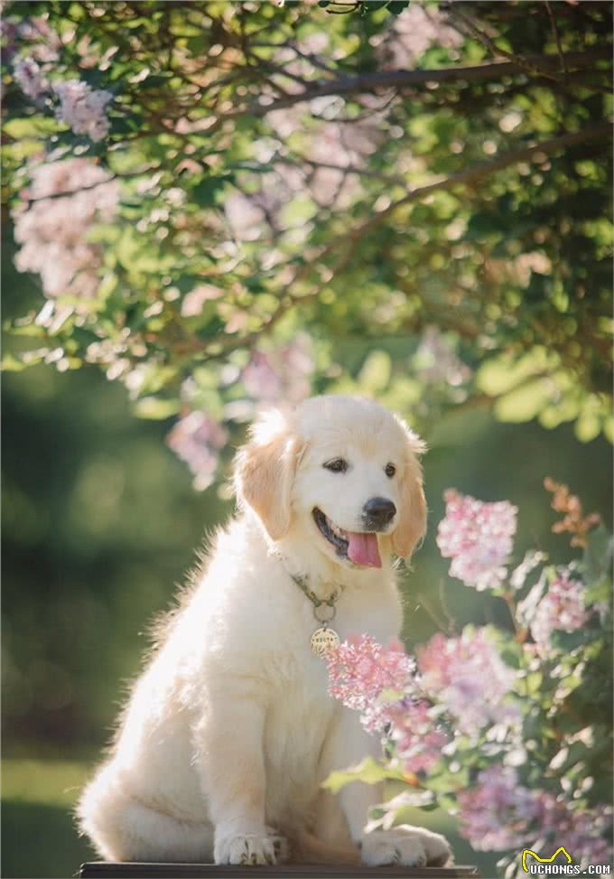 狗的妊娠期:一段孕育新生命的奇妙旅程