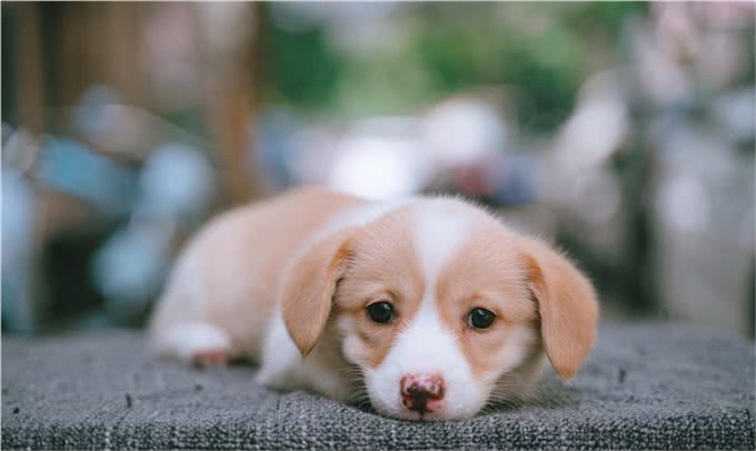 狗的妊娠期:一段孕育新生命的奇妙旅程