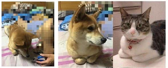 狗狗突然坐姿宫廷贵妇级，家人:敬酒不吃吃罚酒!