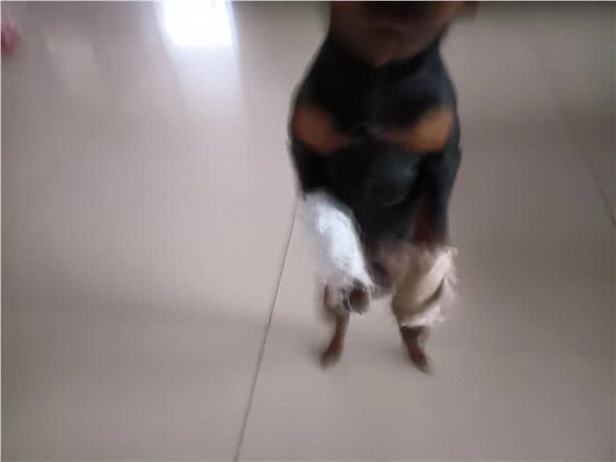 我给小狗治骨折