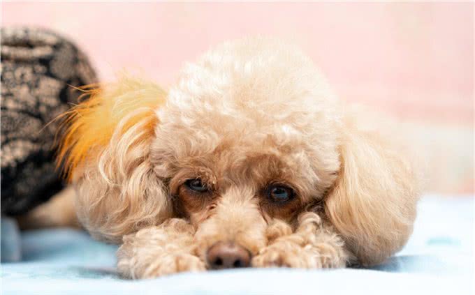 泰迪是什么犬种?泰迪是如何分类的