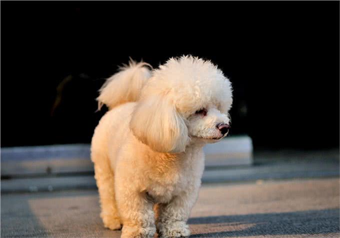 泰迪是什么犬种?泰迪是如何分类的