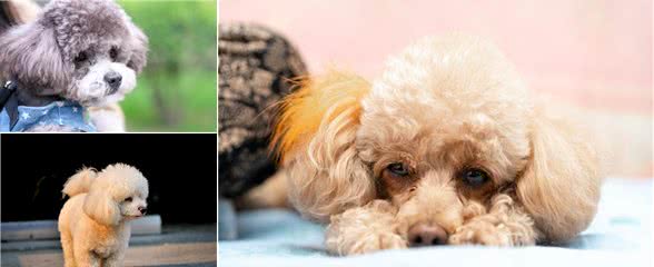 泰迪是什么犬种?泰迪是如何分类的