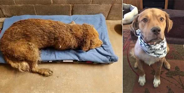 死里逃生，历尽苦难，这条金毛最终过上了幸福的生活