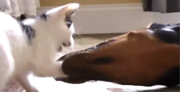 小猫咪非要缠着猛犬打架，狗狗下手却很温柔，太有爱了