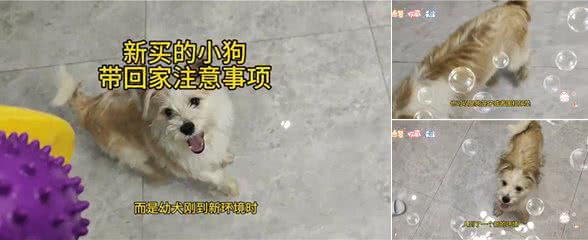 新狗到家注意事项—萌宠vlog
