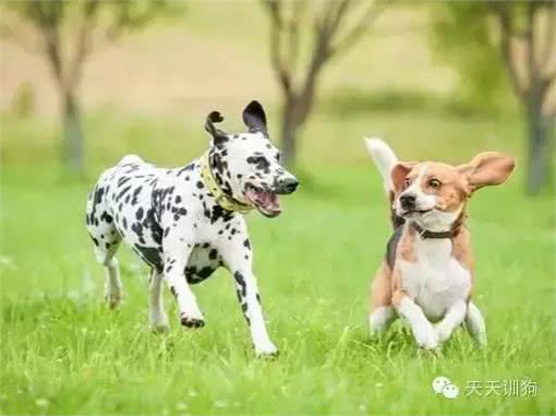狗狗总喜欢乱叫肿么办?