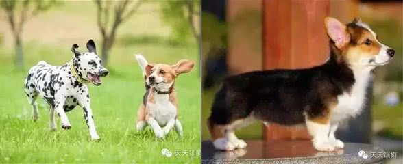 狗狗总喜欢乱叫肿么办?