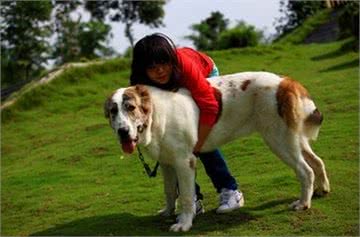 中亚内陆五国的通用国宝级神犬:中亚牧羊犬，真那么神?