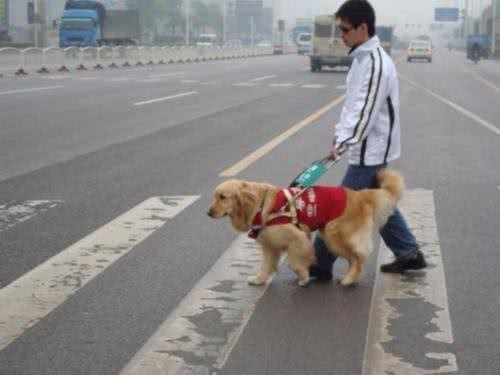 常见的工作犬有哪些呢?