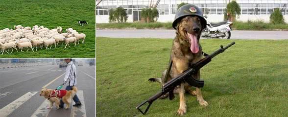 常见的工作犬有哪些呢?