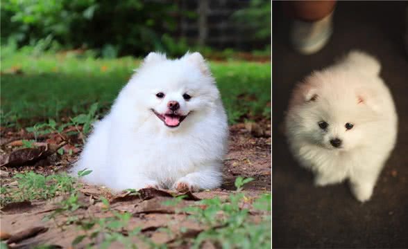 博美犬的介绍大全