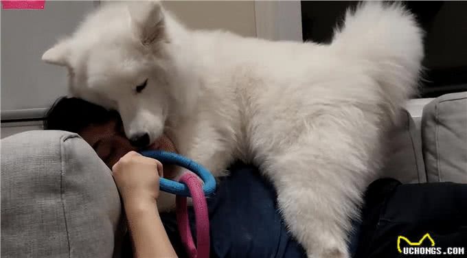 为什么不建议让狗上床睡?过来人表示:有5大弊端